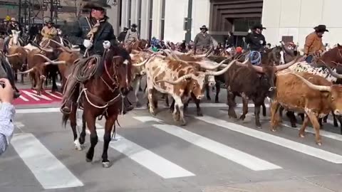 National Western Stock Show Parade