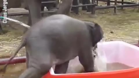 Funny baby elephant birth time