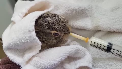 Hungry Hungry Hare Living Sky Wildlife Rehabilitation