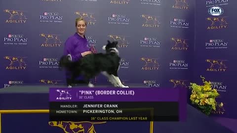 Watch "Pink" the border collie wins at the 2019 WKC Masters Agility