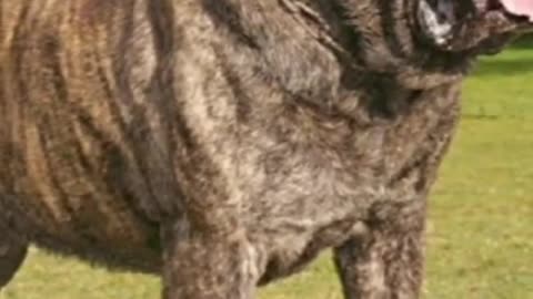 Top 10 Largest Dog Breeds In The World! #dog #dogs #animals