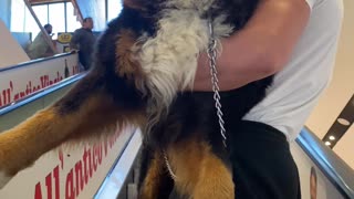 Man Carries Bernese Mountain Dog Up Escalator