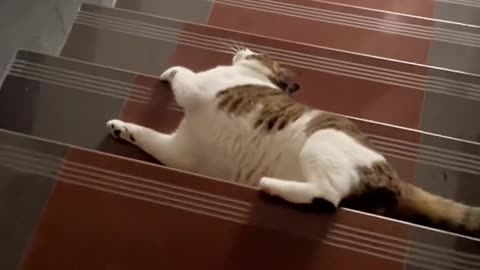 Whose cat goes down the stairs like this？