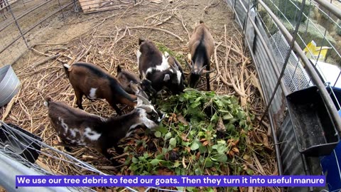 Sustainable Tree Debris Management: Goats to the Rescue!