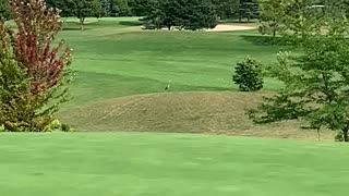 Gray Heron enjoying some golf