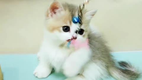 The World Cutest Kitten