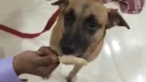 Dog Eating Ice cream | Sheru Loves Eating Ice Cream