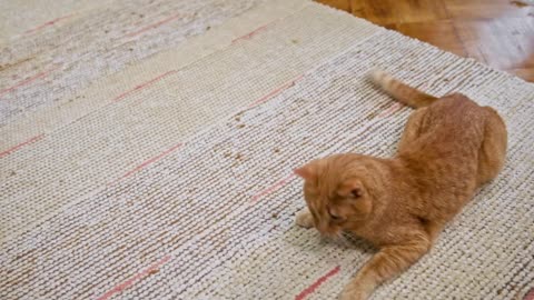 Cat Runs into Floor Chasing Laser