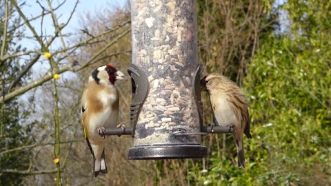 Goldfinch (Carduelis carduelis)