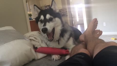 Fun-Loving Husky Thinks He's Playing Tricks With His Owner
