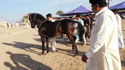 horse dance Owner Syed Qamar Zaman shah