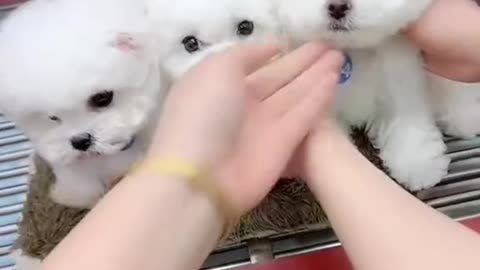 Which puppy do you like