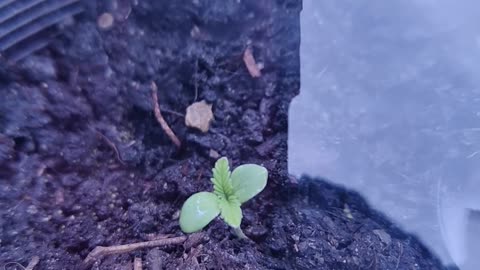 LOW Humidity? Curling on Saplings