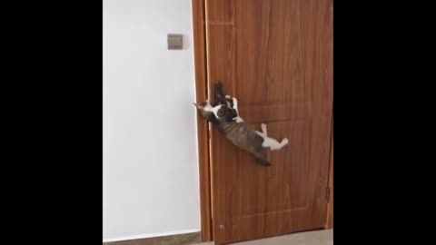 cat opens door #animals #funny