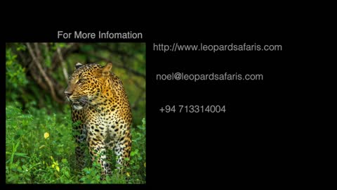 Sri Lanka's Wildlife has Leopards, Elephants and Crocodiles (Safari)