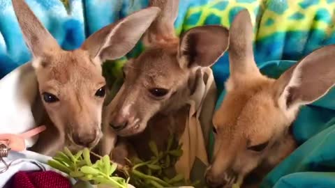kangaroos love Portulaca 🌿💚