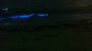 Glowing Blue Algae Waves Crash into Beach