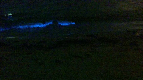 Glowing Blue Algae Waves Crash into Beach