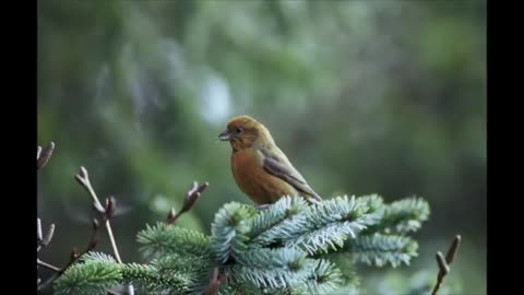 Canto degli uccelli della foresta suoni rilassanti della natura Binaural recording ASMR