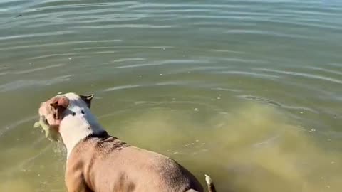 When your pitbull catches you a fish