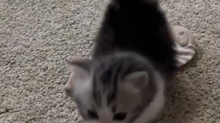 Cuteness Overload: Sweet Kittens in Action 😻