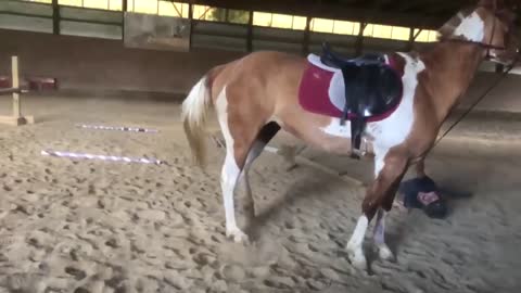 Hesitant Horse Threw A Man Off His Back Before A Jump