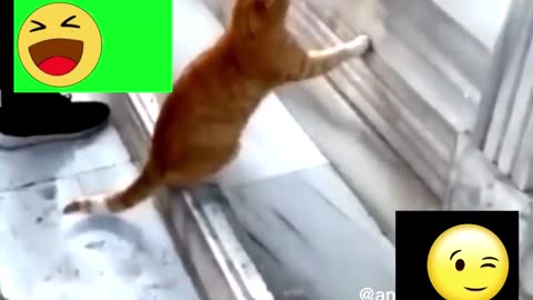 funny animals videos