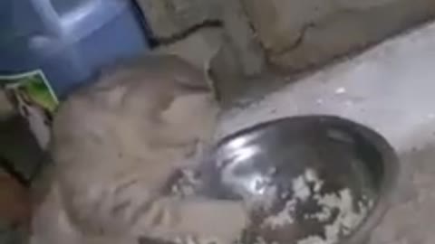 Cat uses hands to eat fried rice.