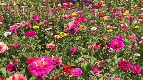 Don't miss this beautiful flower trail in Apple Hill