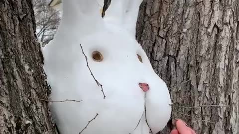 Another rabbit story