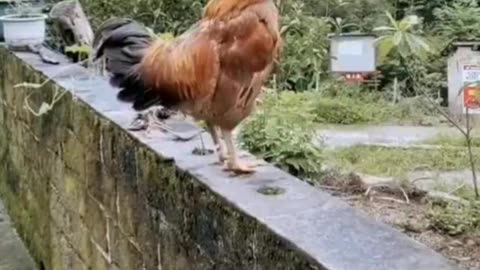 what a cock!