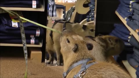 Cute Baby Capybara Compilation