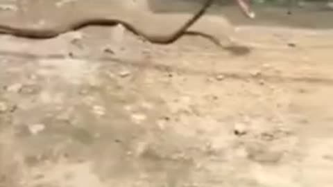 lady throws thong at snake, snake grabs it and takes off