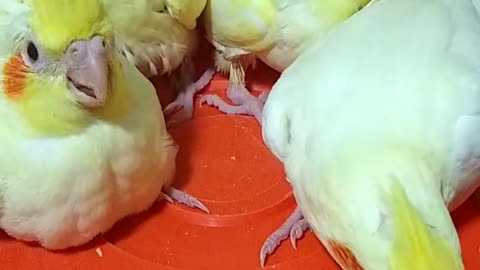 A group of hungry cockatiels looking for food