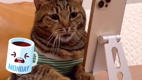 Funny and Cute Cats Videos #276