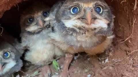 Taking a Peek at Burrowing Owl Chicks