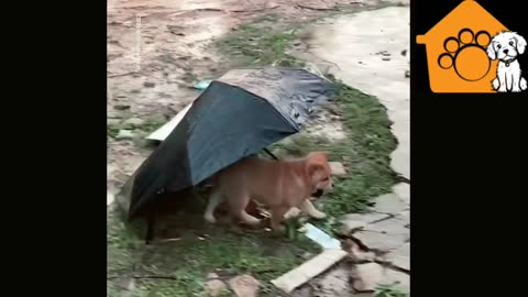 Cute and funny puppy needs an umbrella