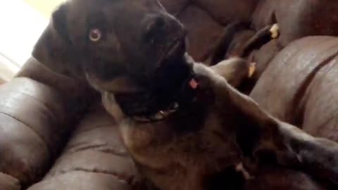 Wide-eyed dog watches TV with the utmost intensity