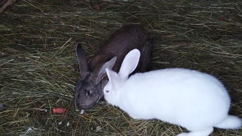 Rabbits Eating Hay