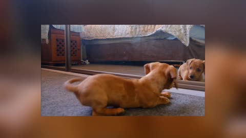 Puppy and mirror..