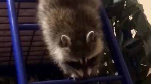Kherson the racoon crawls down his bunk bed ladder
