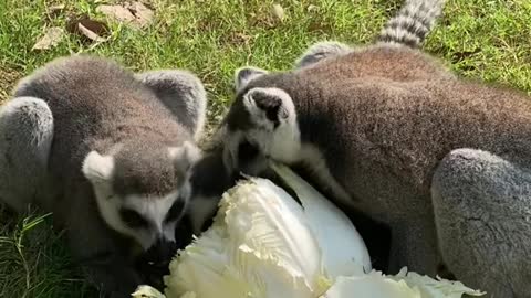 lemurs