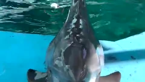 Cute delights Talking Dolphin #shorts #viral #shortsvideo #video