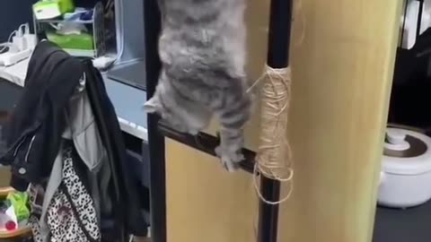 Mission impossible felines