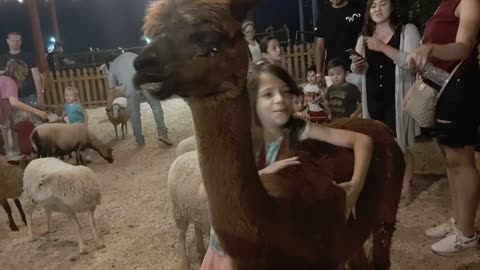 I just kept hugging the pet alpaca!