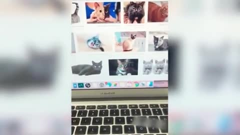 Dog Shuts Laptop After Catching Owner Looking at Cat Pictures
