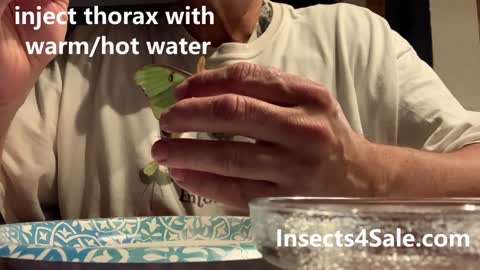 How to re-hydrate your dried Luna Moth specimen