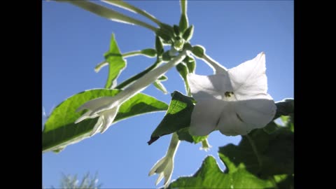 Night Scented Tobacco Nicotiana Sylvestris August 2022