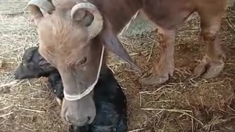Buffalo Giving Birth | بھینس نےجنم دیا #cattlesfarming