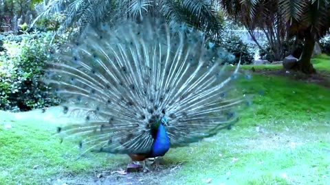 Beautiful Peacock Dancing
